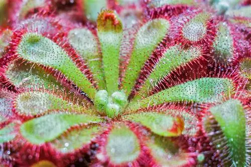 Росянка (Drosera)