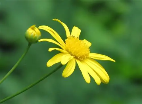 Маргаритка (Euryops chrysanthemoides)