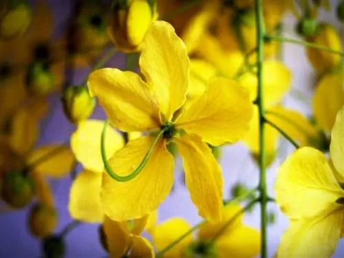 Цветки кассии фистулы желтые.