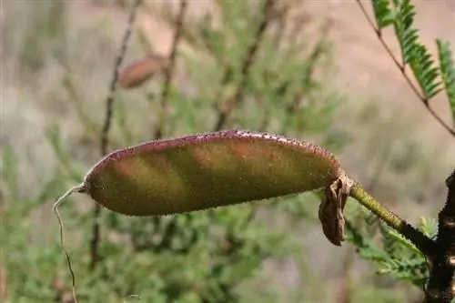 Вид на плоды Caesalpinia gilliesii