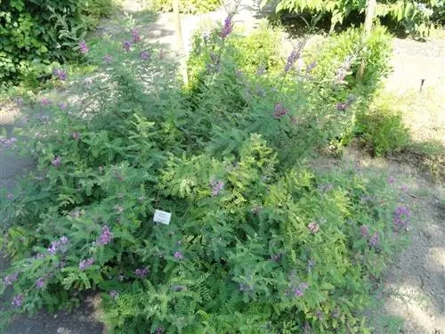 Вид на растение Indigofera tinctoria