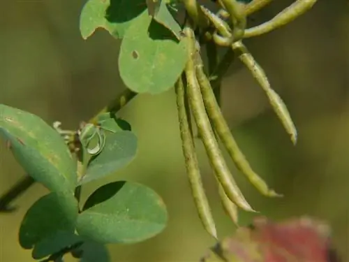 Плоды Indigofera tinctoria имеют удлиненную форму.