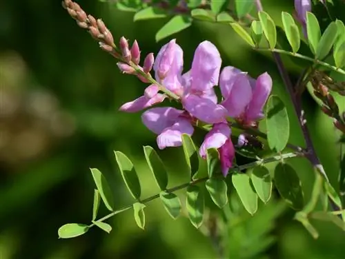 Индиго (Indigofera tinctoria)
