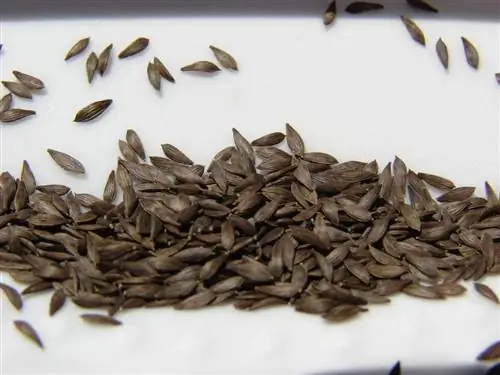 Семена салата романо высевают весной.