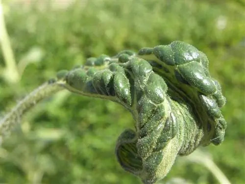 Ложная мучнистая роса может поразить салат ромэн