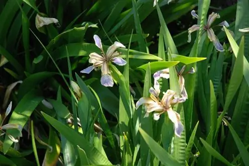 Вид на растение Iris foetidissima