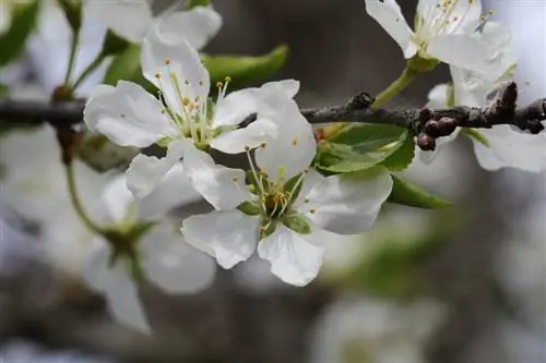 Цветы японской сливы белые.