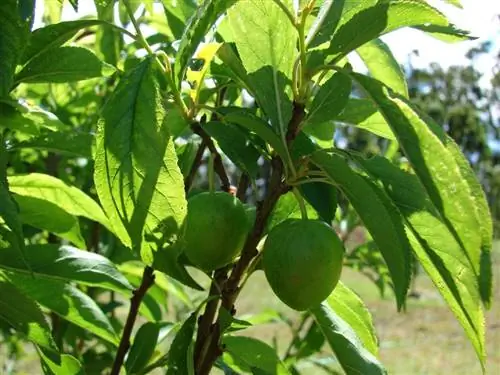 Вид на листья японской сливы