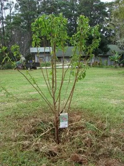 Японская слива - красивое садовое дерево.