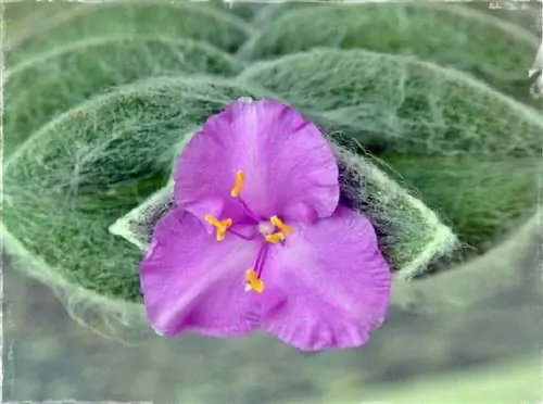 растение с розовыми цветами в горшке-j.webp