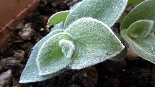 пушистые зеленые листья, называемые Tradescantia lanosa