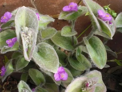 Традесканция шерстистая (Tradescantia sillamontana)
