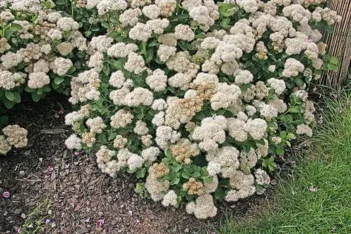 Каллеграсс (Sedum telephium)