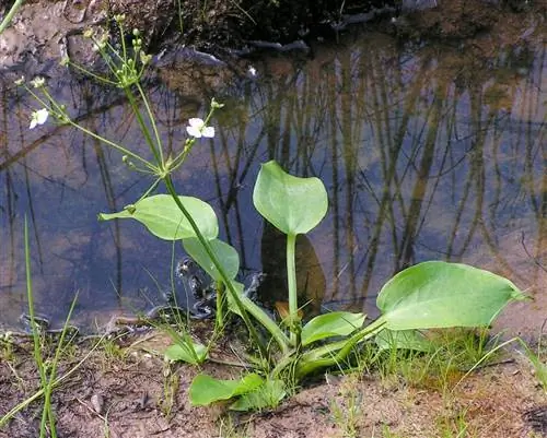 Водяной подорожник (Alisma plantago-aquatica)