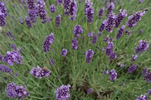 Лаванда зубчатая - неприхотливый кустарник.