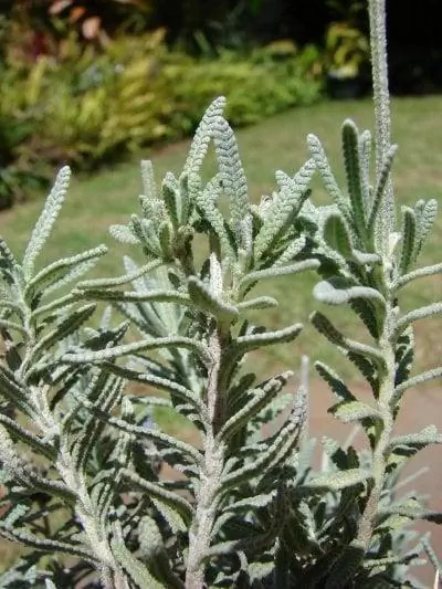 Листья Lavandula dentata сероватые.
