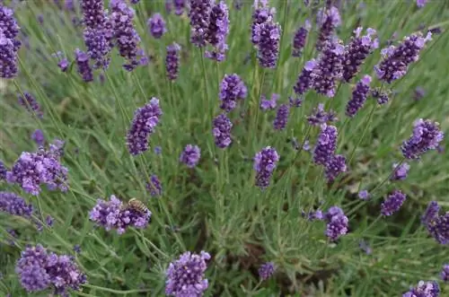 Лаванда вьющаяся (Lavandula dentata)