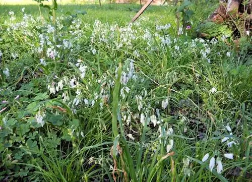 куст или куст с мелкими белыми цветками