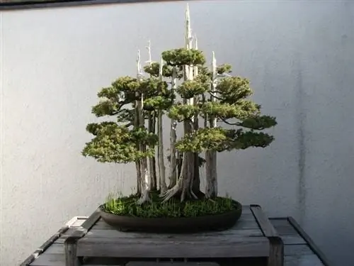 Бонсай Taxus в лесном стиле