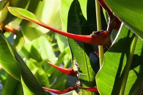 Вид на Heliconia latispatha