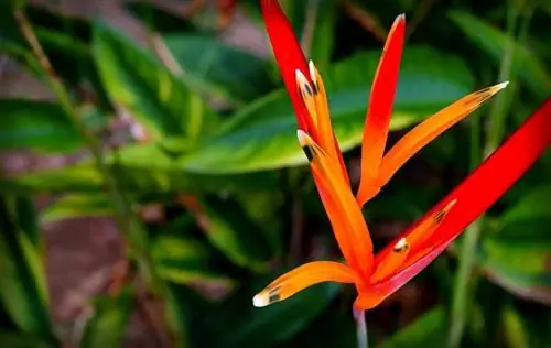 Цветки Heliconia psittacorum красные.