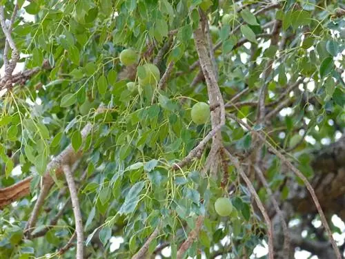 Плоды Sclerocarya birrea