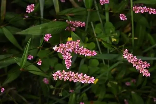 кустарник с розовыми цветами под названием Polygonum persicaria