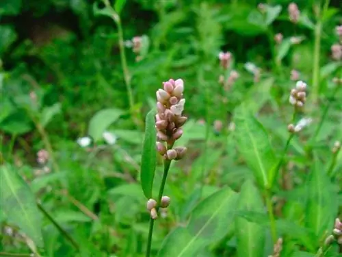 цветок, торчащий из сорняка под названием Polygonum persicaria