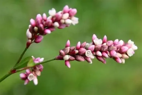 Крупным планом розовые цветы под названием Polygonum persicaria