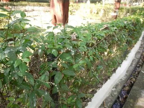 Анаму (Petiveria alliacea)