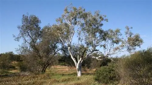 Вид на белый ствол дерева под названием Eucalyptus camaldulensis