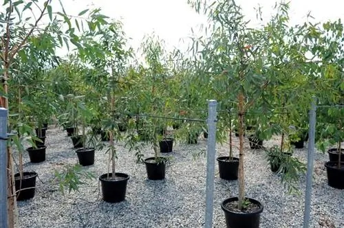 Вид на несколько горшков с небольшими деревьями Eucalyptus camaldulensis