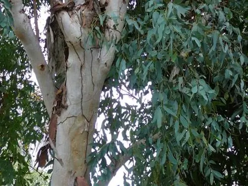 Вид на ствол дерева под названием эвкалипт или Eucalyptus camaldulensis