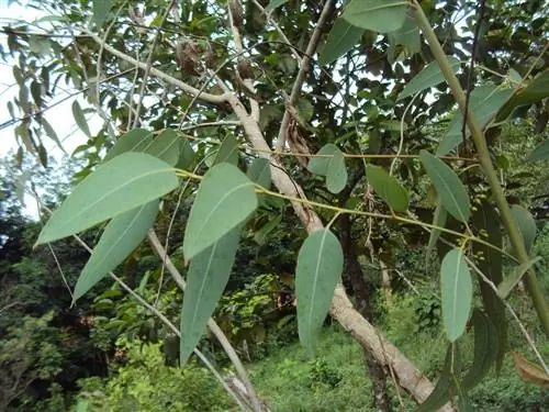 Красный эвкалипт (Eucalyptus camaldulensis)