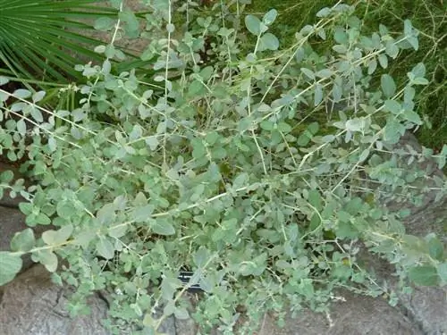 Листья Teucrium fruticans многолетние.