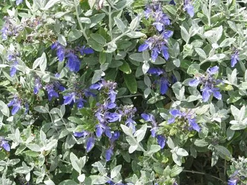 Вид на цветы Teucrium fruticans
