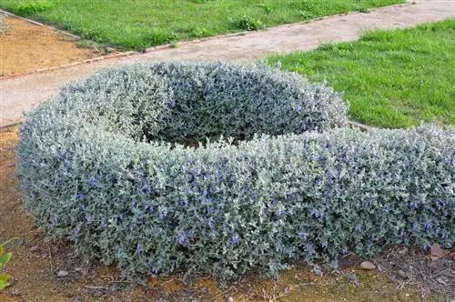 Тевкрий (Teucrium fruticans)