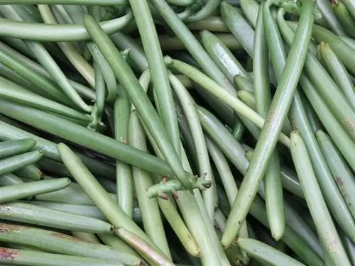 Фанера бобовые растения