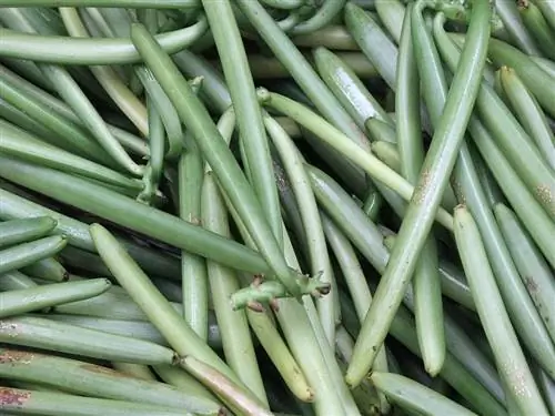 Виниры (Vigna unguiculata)