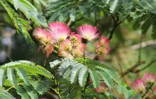 Вид на цветы Albizia julibrissin