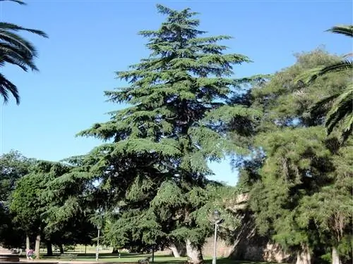 Характеристики гималайского кедра