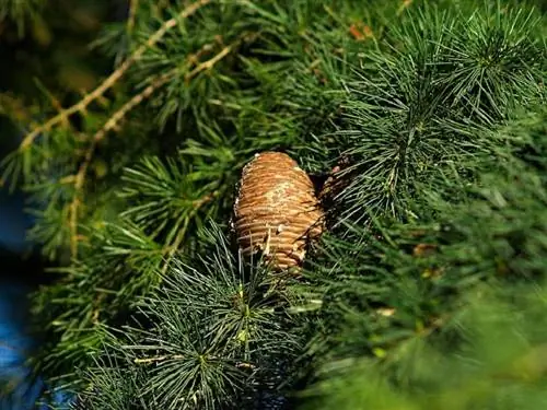Плоды и листья Cedrus deodara