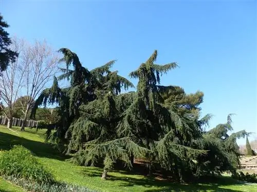 Кедр гималайский (Cedrus deodara)