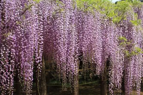 Глициния японская (Wisteria floribunda)