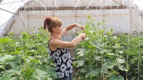 женщина на обрезке теплиц