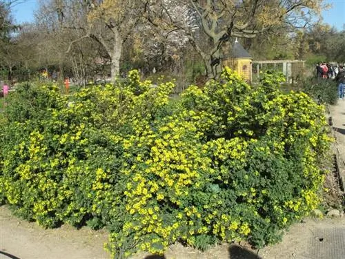 Вид на корону растения