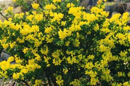 Корона (Coronilla glauca)