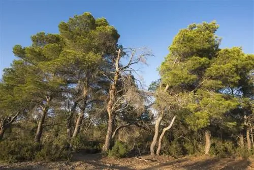 Вид на Pinus halepensis