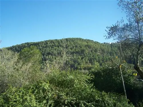 Каковы характеристики средиземноморского леса?