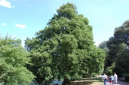 Ольха клейкая